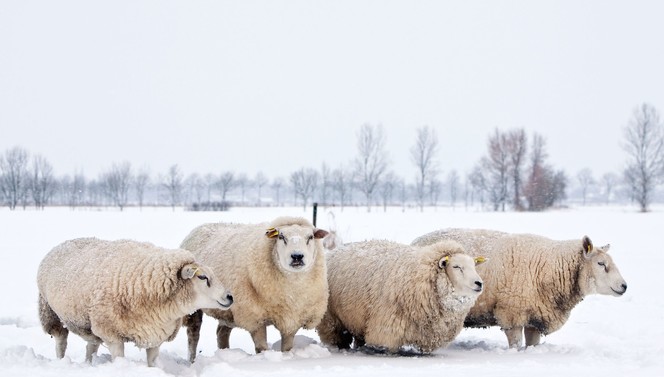 winter