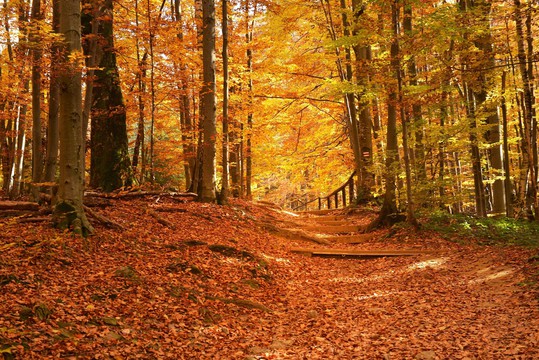 Herlich Herbst Arrangement