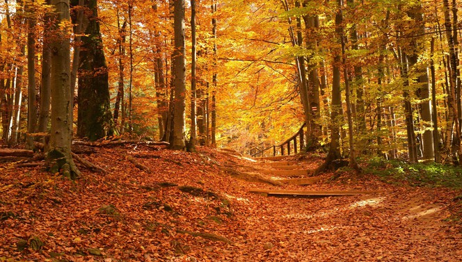 Herlich Herbst Arrangement