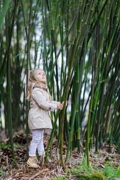 Organic bamboo farm