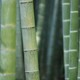 Organic Bamboo farm
